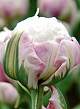 X 100 TULIPA ICE CREAM 11/12
