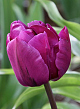 X 100 TULIPA NEGRITA DOUBLE 12/+