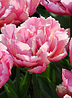 X 100 TULIPA PINK STAR 11/12