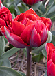 X 100 TULIPA RED PRINCESS 12/+