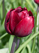 X 100 TULIPA UNCLE TOM 12/+