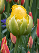 X 100 TULIPA VANILLE COUPE 11/12