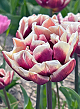 X 100 TULIPA WYNDHAM 11/12