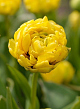 X 100 TULIPA YELLOW POMPENETTE 12/+
