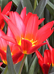 X 100 TULIPA SCARLET BABY 11/12