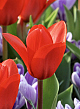 X 100 TULIPA SHOWWINNER 11/12