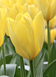 X 100 TULIPA CANDELA 11/12