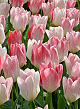 X 100 TULIPA FLAMING PURISSIMA 12/+