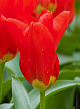 X 100 TULIPA MADAME LEFEBER 12/+