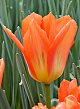 X 100 TULIPA ORANGE EMPEROR 11/12