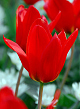 X 100 TULIPA PRINCEPS 12/+
