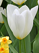 X 100 TULIPA PURISSIMA 11/12
