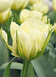 X 100 TULIPA WHITE VALLEY 11/12