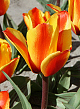 X 100 TULIPA CAPE COD 11/12