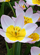 X 100 TULIPA BAKERI LILAC WONDER 6/+