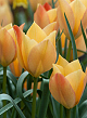 X 100 TULIPA BATALINII BRIGHT GEM 6/+
