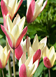X 100 TULIPA CLUSIANA CYNTHIA 6/+