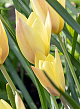 X 100 TULIPA HONKY TONK 6/+