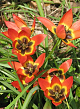 X 100 TULIPA LITTLE PRINCESS 6/+