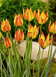X 100 TULIPA ORPHANIDEA FLAVA 6/+
