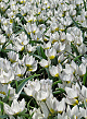 X 100 TULIPA POLYCHROMA 6/+