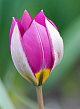 X 100 TULIPA PULCHELLA PERSIAN PEARL 6/+