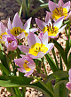 X 100 TULIPA SAXATILIS 6/7