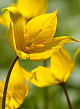 X 100 TULIPA SYLVESTRIS 6/+