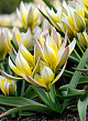 X 100 TULIPA TARDA (DASYSTEMON) 7/8