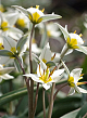 X 100 TULIPA TURKESTANICA 7/+