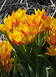 X 100 TULIPA HEWERI 9/+