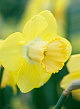 X 100 NARCISSUS AVALON 12/14