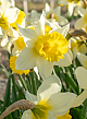 X 100 NARCISSUS FEBRUARY SILVER 12/14