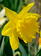 X 100 NARCISSUS GOLDEN HARVEST 12/14