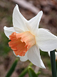 X 100 NARCISSUS ACCENT 12/14