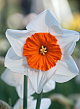 X 100 NARCISSUS BELLA VISTA 12/14