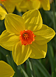 X 100 NARCISSUS BRACKENHURST 12/14