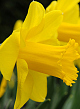 X 100 NARCISSUS CARLTON 12/14