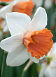 X 100 NARCISSUS CHROMACOLOR 12/14