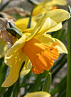 X 100 NARCISSUS FORTISSIMO 12/14