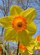 X 100 NARCISSUS RED DEVON 14/16