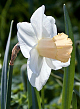 X 100 NARCISSUS SALOME 12/14