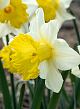 X 100 NARCISSUS VICTORIA 12/14
