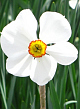 X 100 NARCISSUS ACTAEA 12/14