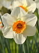 X 100 NARCISSUS BARRETT BROWNING 14/16