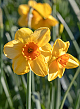 X 100 NARCISSUS KEDRON 12/14