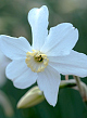 X 100 NARCISSUS POLAR ICE 12/14