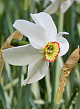 X 100 NARCISSUS RECURVUS (PHAESANTS EYE) 12/14