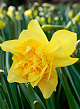 X 100 NARCISSUS DICK WILDEN 12/14