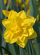 X 100 NARCISSUS GOLDEN DUCAT 14/16